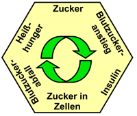 Zucker und Insulin