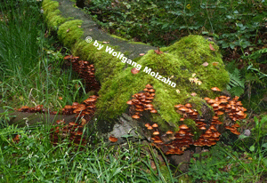 Pilze 01