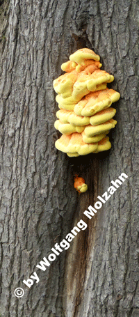 Pilze 02